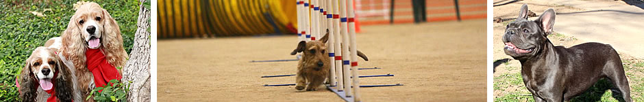 North Texas Raw Fed Pets