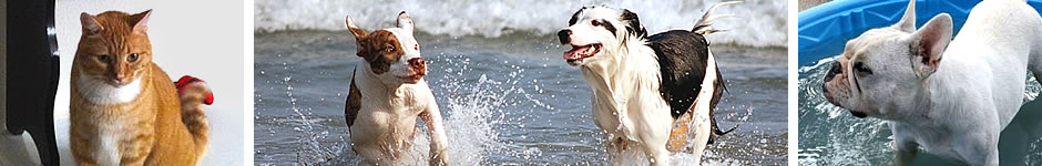 North Texas Raw Fed Pets